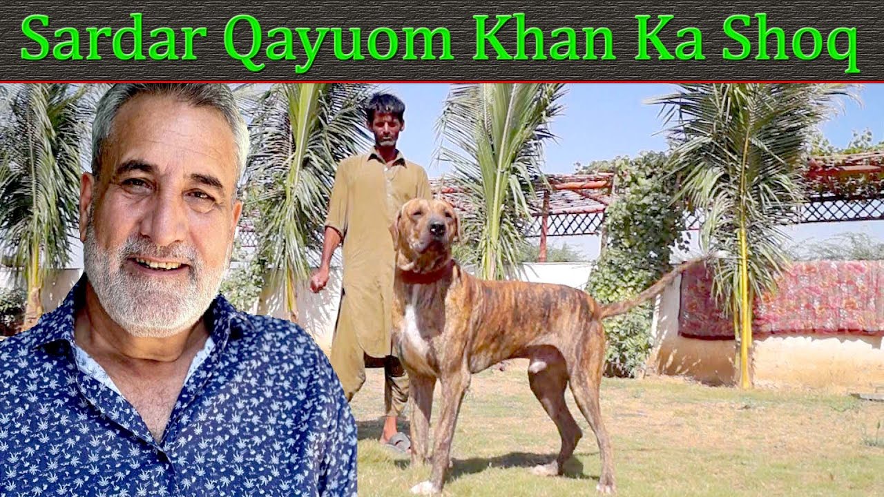 Pakistani Bully Dog 2023  | Bully Dog of Sardar Qayoum Khan | New Bully Kutta Video of Nafa TV HD