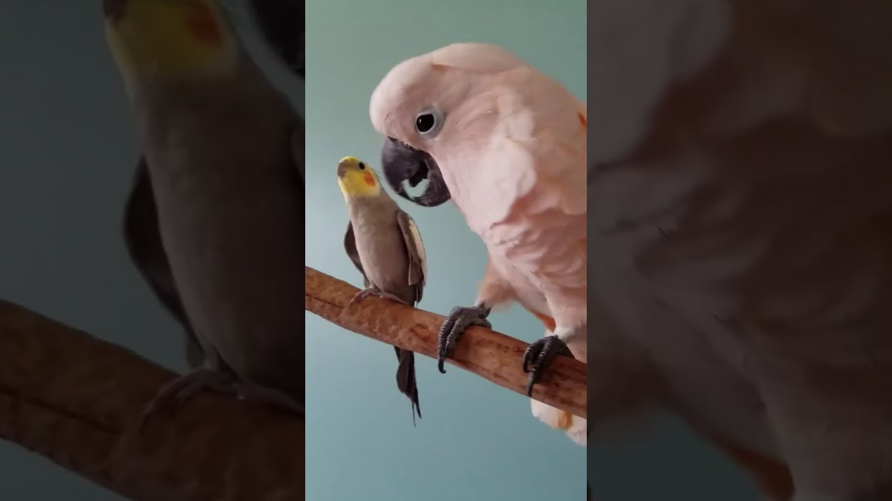 Cockatoo preening Cockatiel