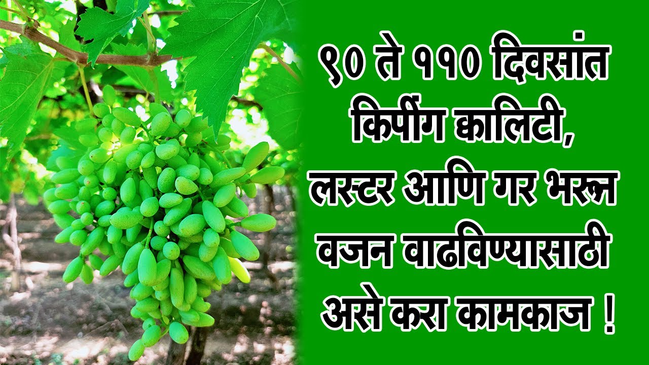 ९० ते ११० दिवसांत किपींग #क्वालिटी,#लस्टर आणि #गर भरून #वजन#वाढविण्यासाठी असे करा#कामकाज!।#Dr_Kisan।