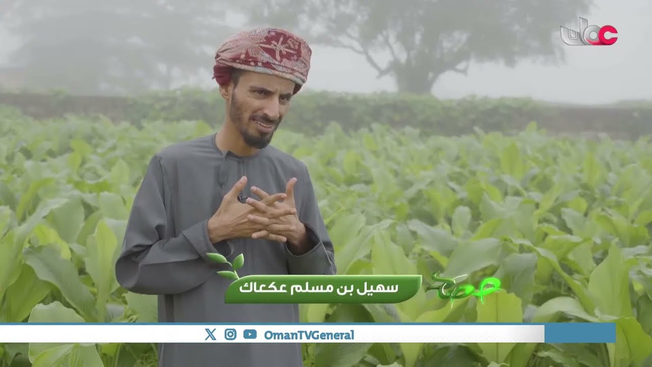 #حصاد | الكركم | الجمعة 20 سبتمبر 2024م