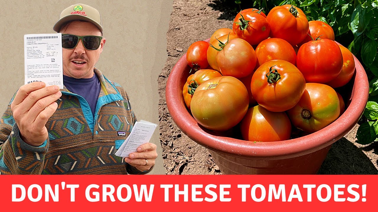 DON'T GROW THESE TOMATOES!