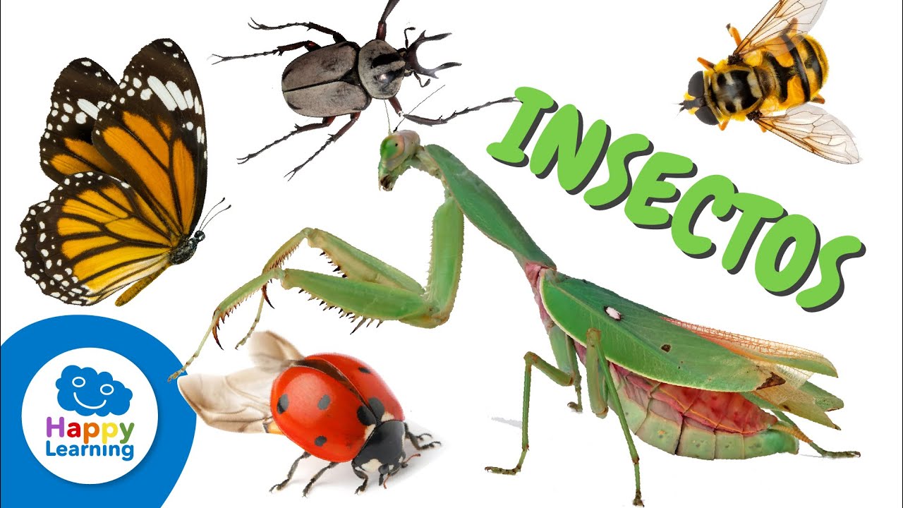 Datos interesantes sobre los insectos | Happy Learning 🐞🪲🐝🕸️