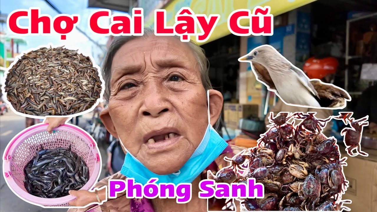 Chợ Cai Lậy Tiền Giang Cũ Phóng Sanh Chim Cá Cua Từ Tấm Lòng Hảo Tâm Anh Dũng Ở Mỹ Khương Nhựt Minh