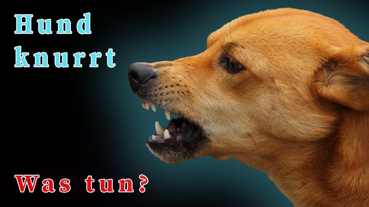 Hilfe, mein Hund knurrt mich an - Was tun?
