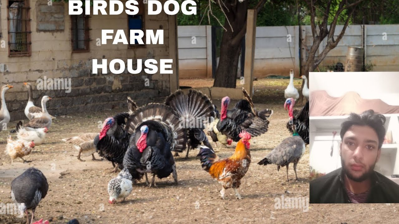 BIRDS DOG FARM HOUSE