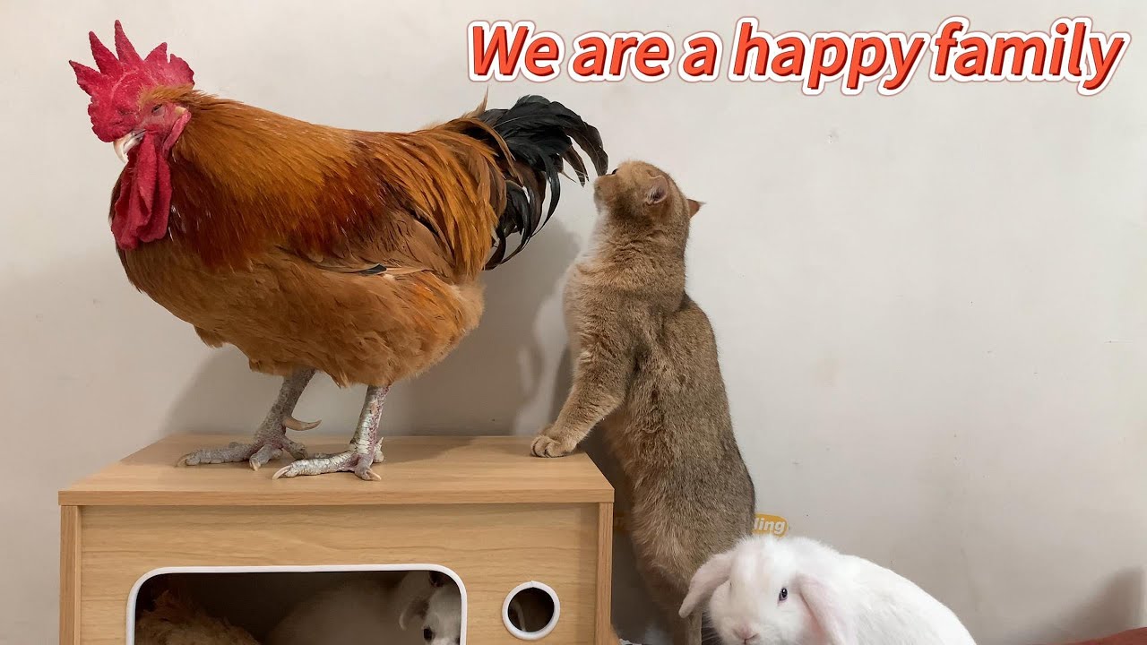 So cute and sweet! The rooster, cats, rabbit, hen and puppies make up a happy family. Funny animals!