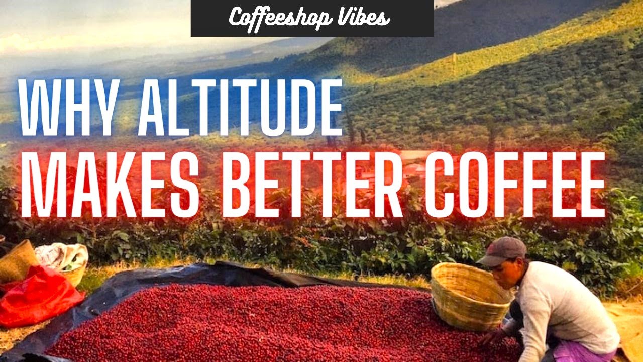How Elevation Makes Better Coffee