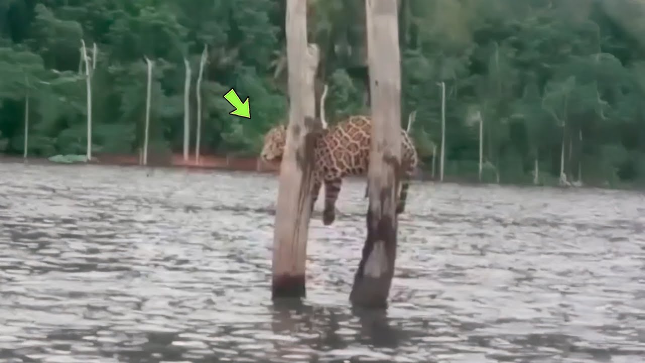 FOI ISSO QUE O PESCADOR ENCONTROU NO MEIO DO RIO