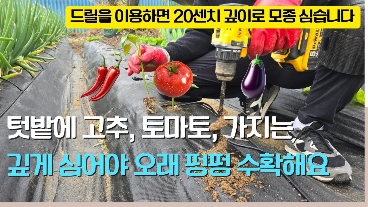 179. 텃밭에 고추, 토마토, 가지를 깊게 심으면 병에 강하고 오랫동안 열매를 펑펑 수확할 수 있습니다