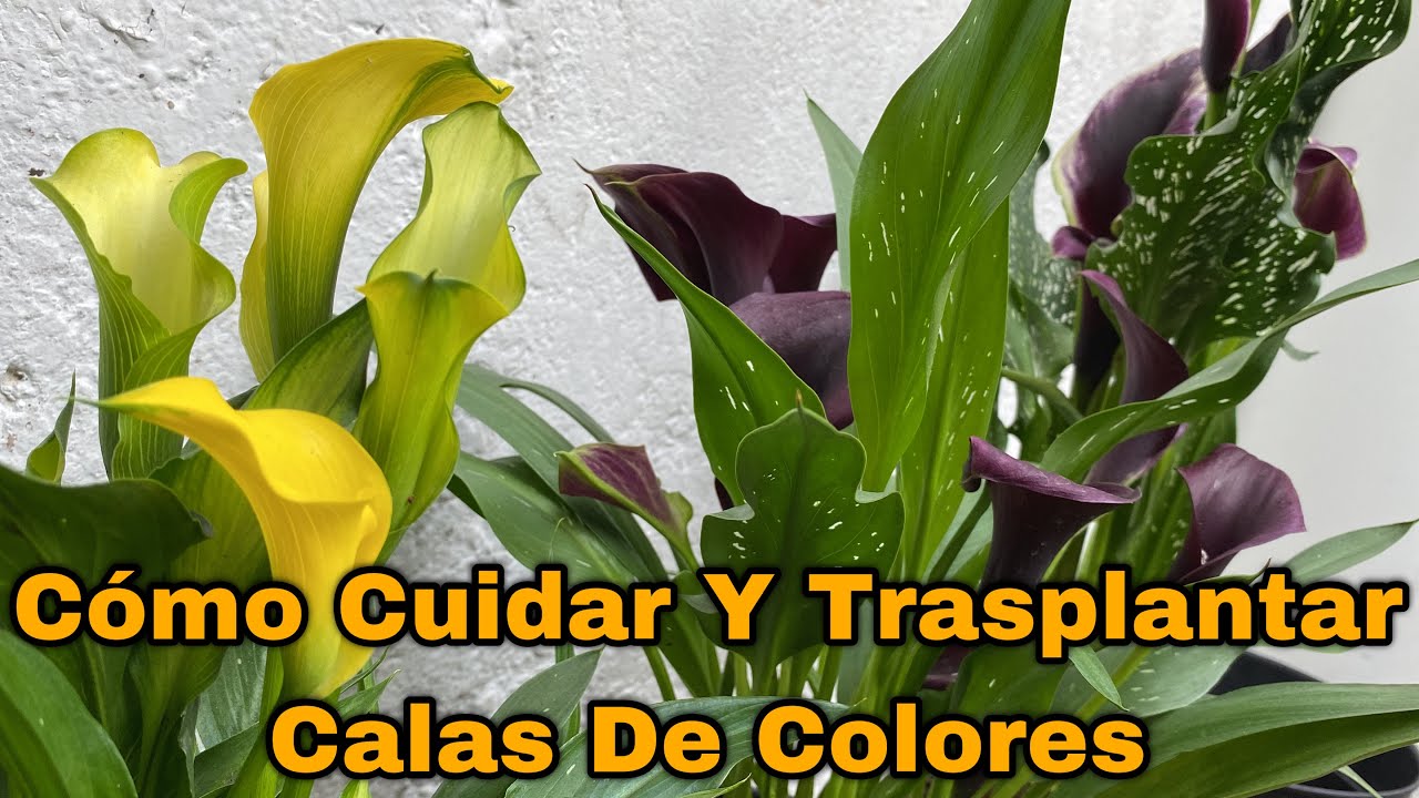 COMO PLANTAR y CUIDAR CALAS De COLORES Con EXITO / BULBOS DE Zantedeschia Aethiopica