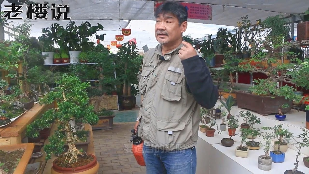 大叔教你黄杨盆景的正确养护方法！
