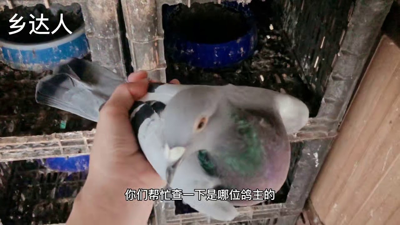 丫丫鸽棚同一时间来了三羽天落，其中一羽竟然大有来头，赚大了