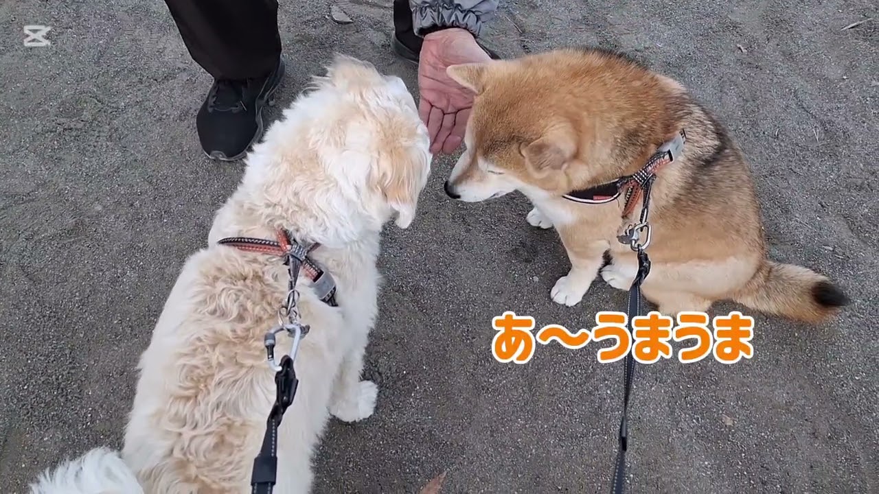 寒いですが朝からきなことつくしもお散歩行きたがってました🥰✨#柴犬#柴プー#可愛い犬#犬のいる生活