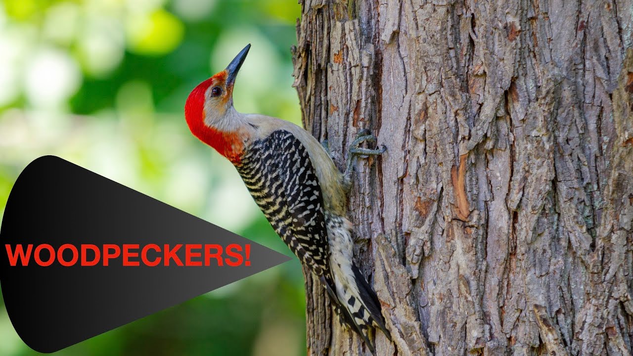 WOODPECKERS DRILL TREES!