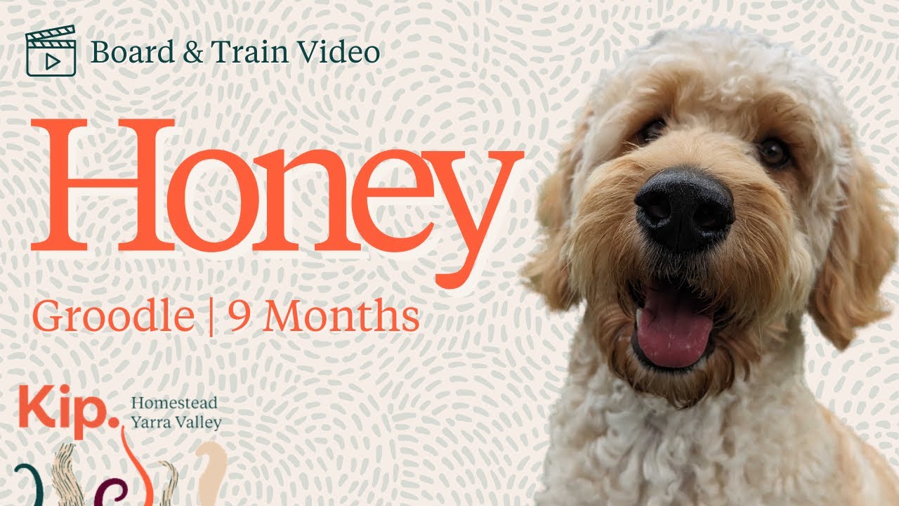 Honey Training Video