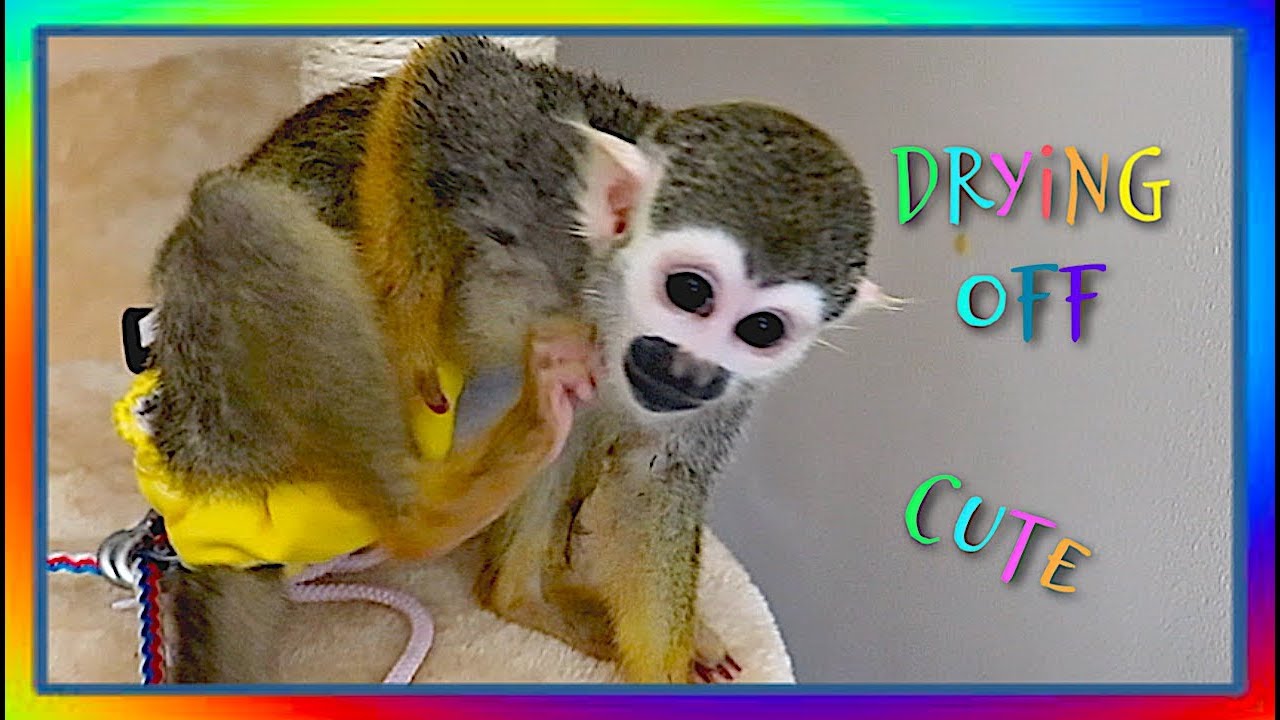 Baby Squirrel Monkey Hilarious After Bath Drying Routine