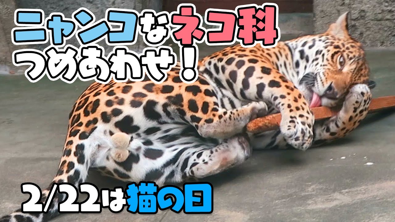 【猫の日】ニャンコなネコ科つめあわせ！[Cat Day in Japan]