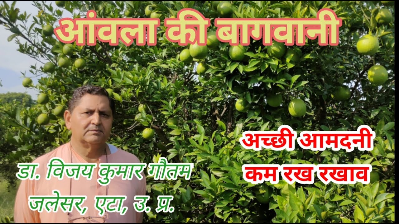 258. क्या है आंवले की बागवानी का सच – जानिए डा. विजय कुमार गौतम, जलेसर, एटा, उ. प्र. से।