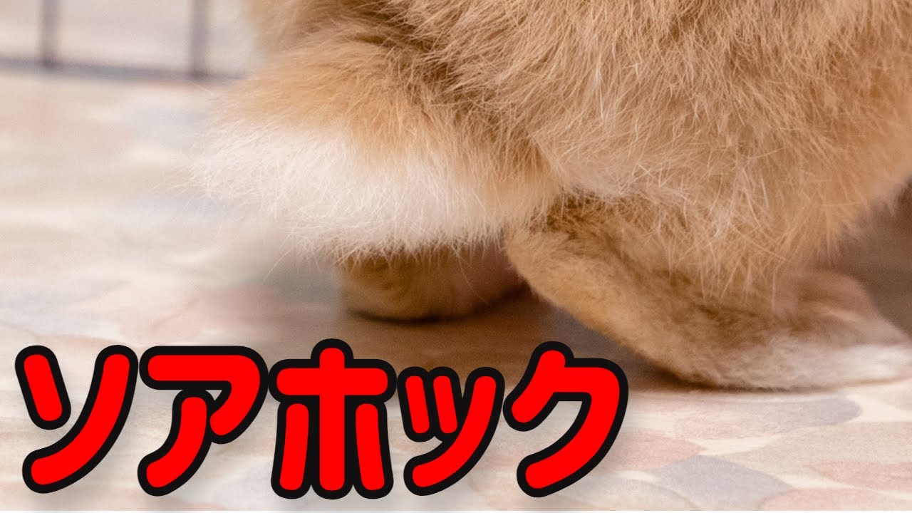 正しく飼えば予防できる！【うさぎのソアホック】#39　うさぎの病気 Vol.15