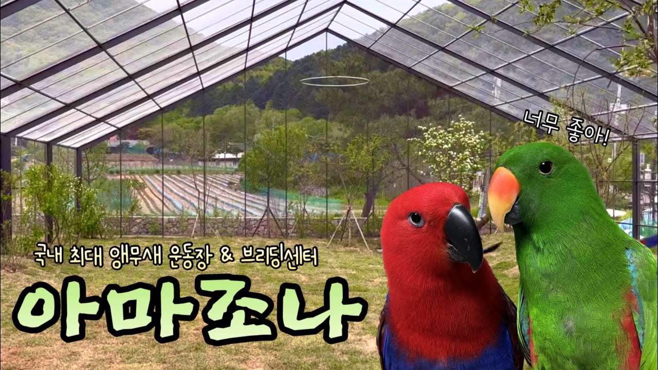[지구젤리/앵카] 새로 오픈한 앵무새 운동장&브리딩 센터 아마조나 다녀왔어요!