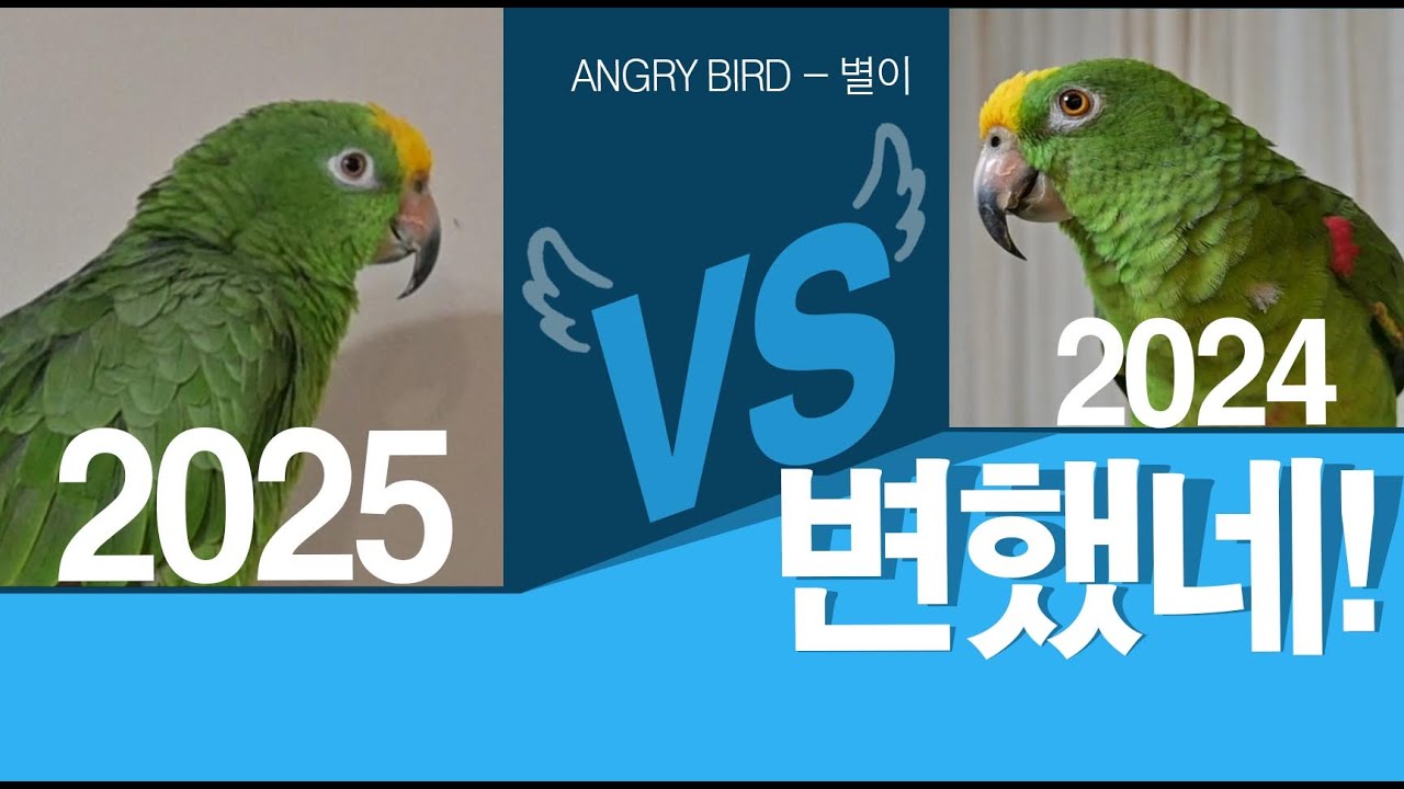 수다 그리고 막말 대잔치 / 새춘기 지나더니 얼굴이 변했어? / 앵무새 별이와 산책 긴영상/ 앵무새가 개콘보다 더 웃기다!!  / 사람과 대화 가능앵무새 / ANGRY BIRD