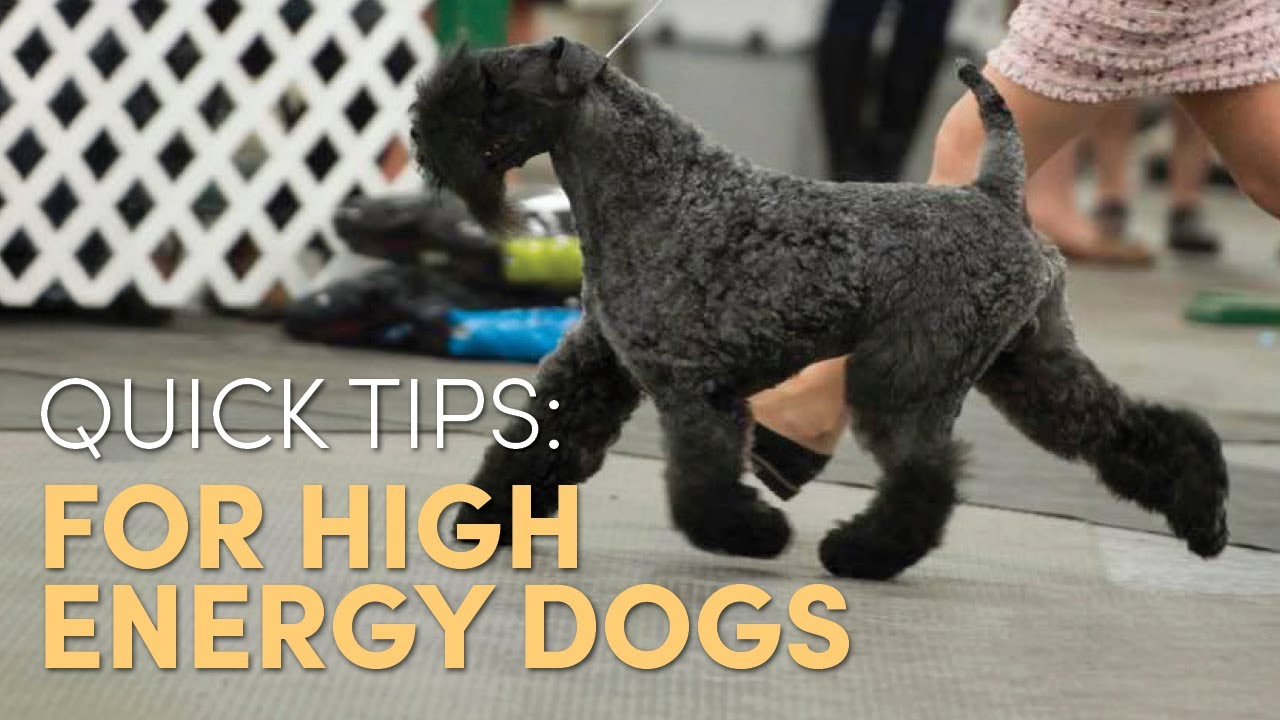 Quick Tips: Managing High Energy Dogs at the Dog Show #dogshow #doghandling #dogcompetitions