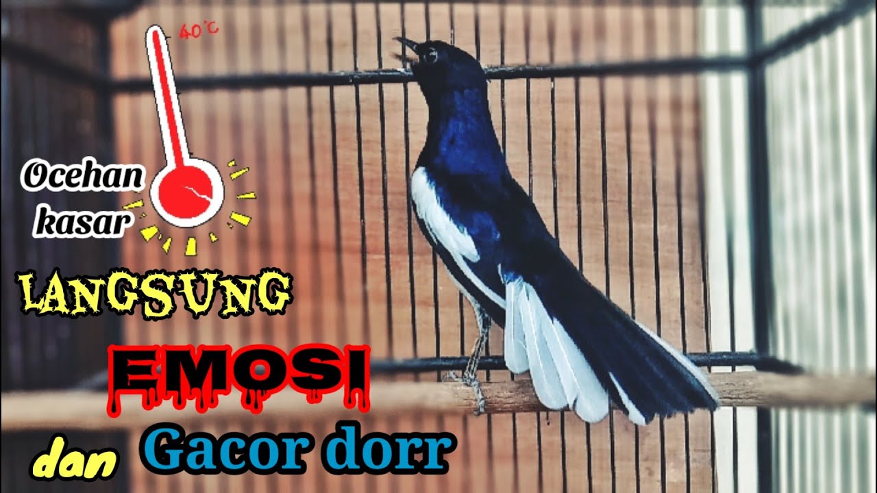 Suara Kacer gacor Isian Kasar dan rapet Pancingan burung kurang gacor#kicaumaster#suaraburung#bird