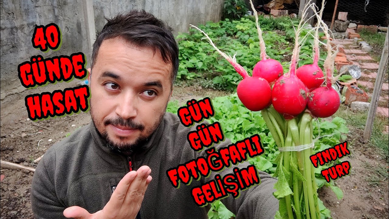 40 Günde Turp Yetiştirdim - Fındık Turp Yetiştirme Aşamaları