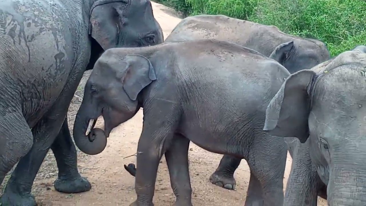 Yala 🐘