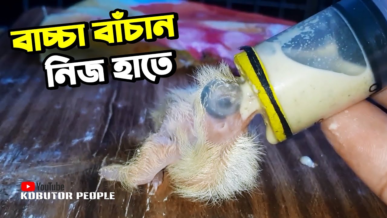 কবুতরের ১ দিনের বাচ্চার খাবার ও বাঁচানোর উপায় | Pigeon Newborn Baby Feeding | Pigeon Feather