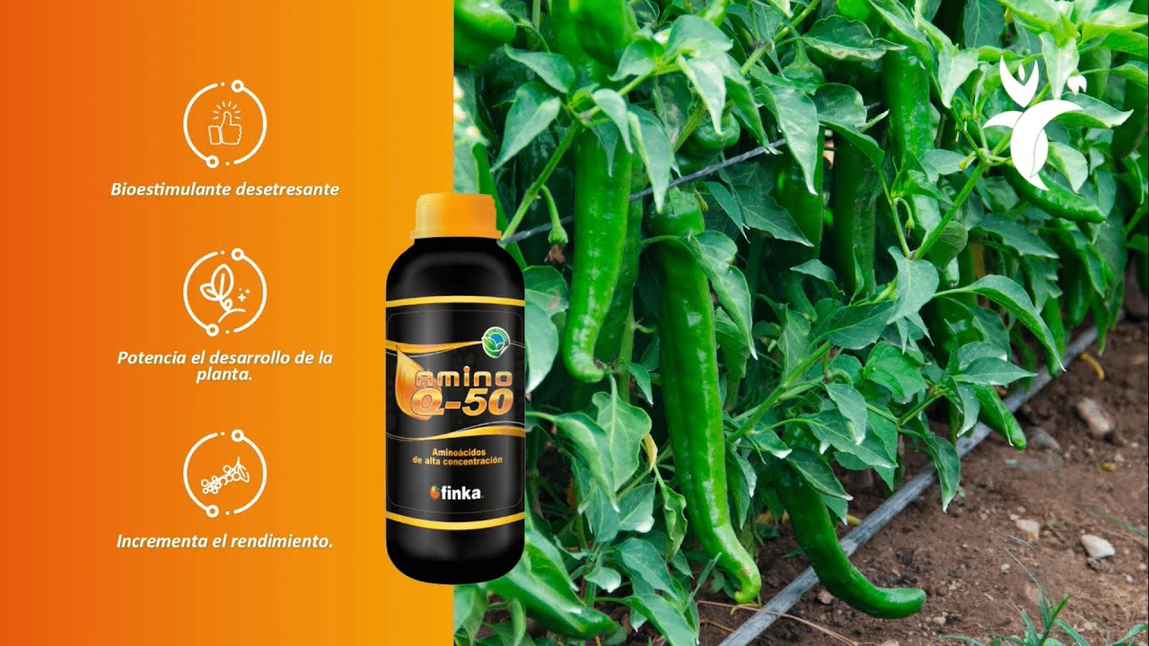 🌶️Amino Q-50 + Alga600 en Cultivo de Páprika 🌶️