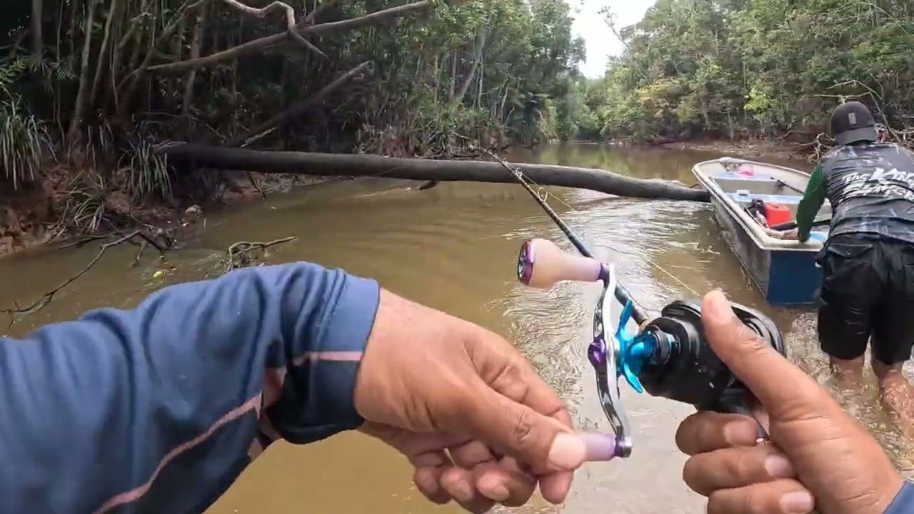 CASTING TOMAN DI SG.LENGGOR #fishing #kingcurutz #angler #toman 