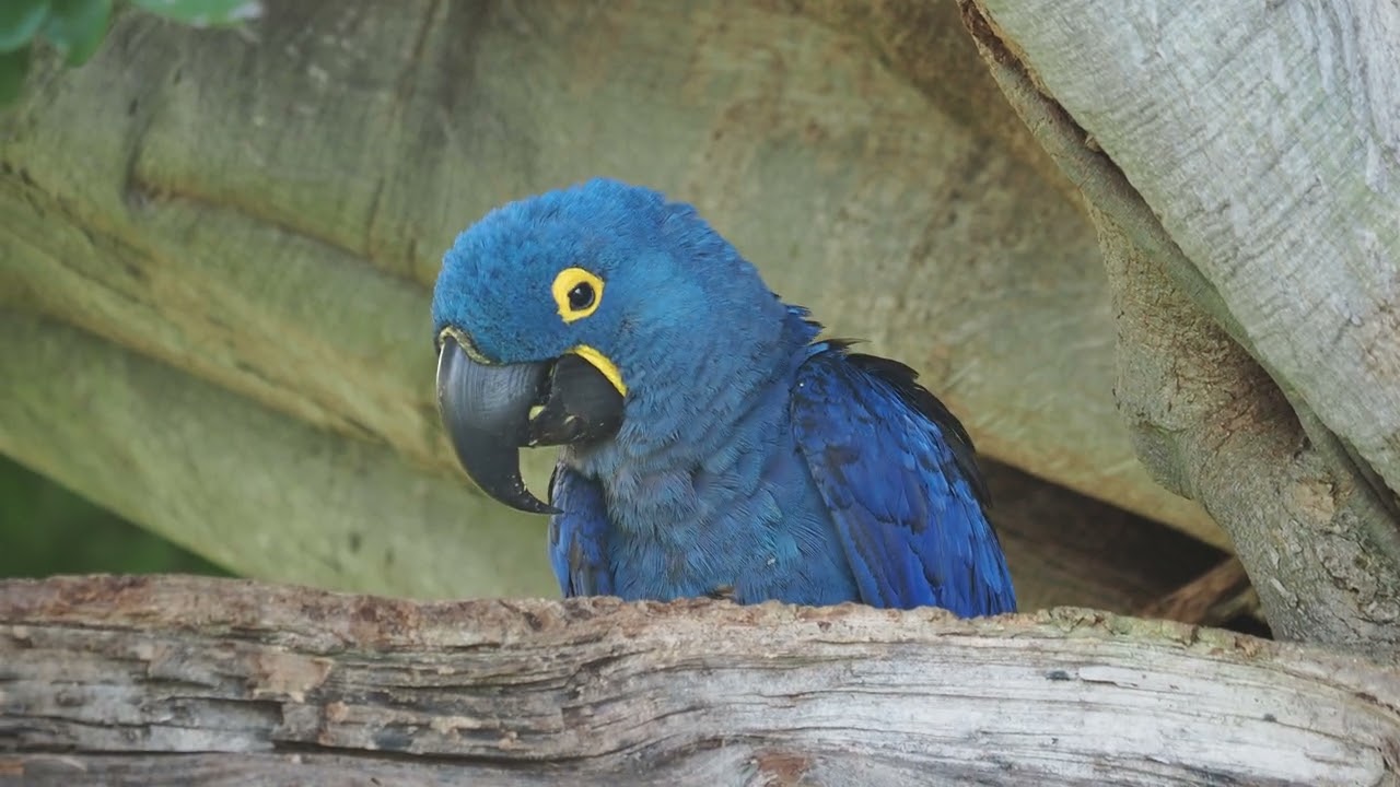 Hyacinth Macaw (2026/01/02)