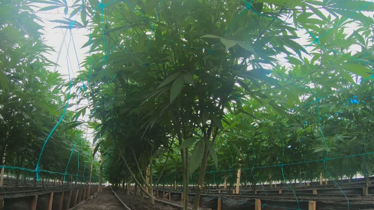 Cultivating legal medical marijuana in Colombia