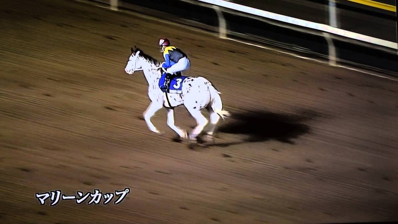 ブチコ暴走