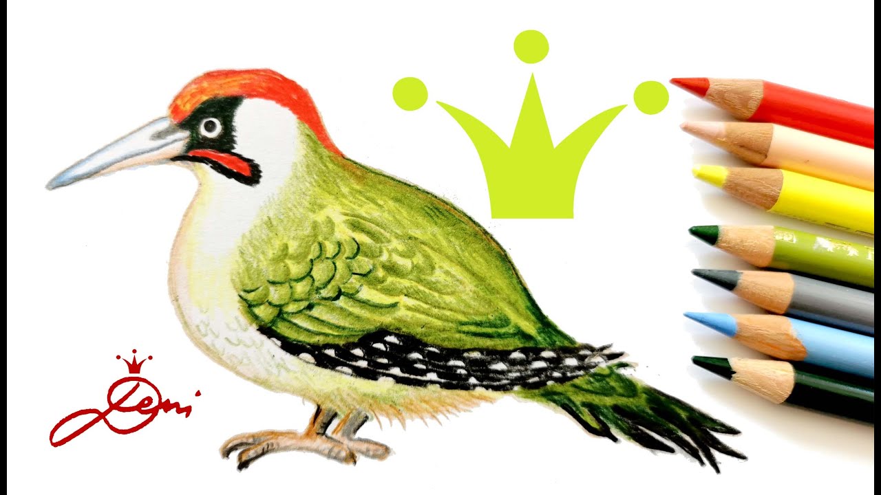 Grünspecht zeichnen lernen 🐦 Vogel malen 🌿 How to draw a bird green woodpecker