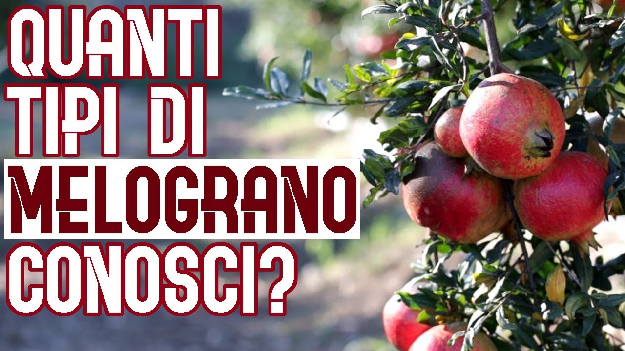 3 Tipi di Melograno, Come si Apre e Perchè devi Mangiarlo!