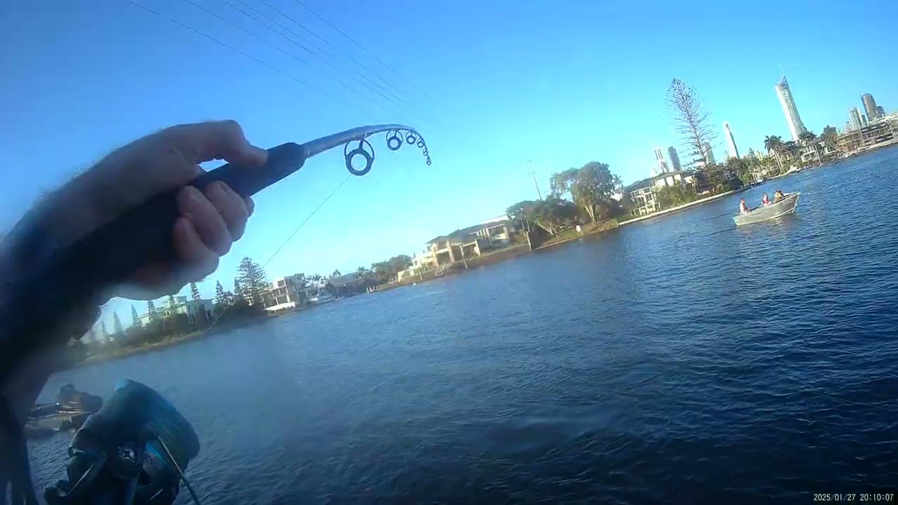 Nerang river Bullshark fishing. Part 2. Landing the Shark 🦈 @goldcoastlandbasedfishing.1928 