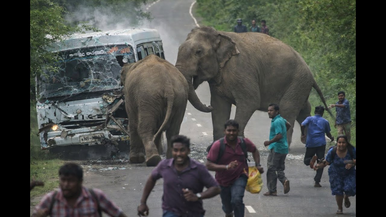 A Close Encounter with Elephants on a Forest Road