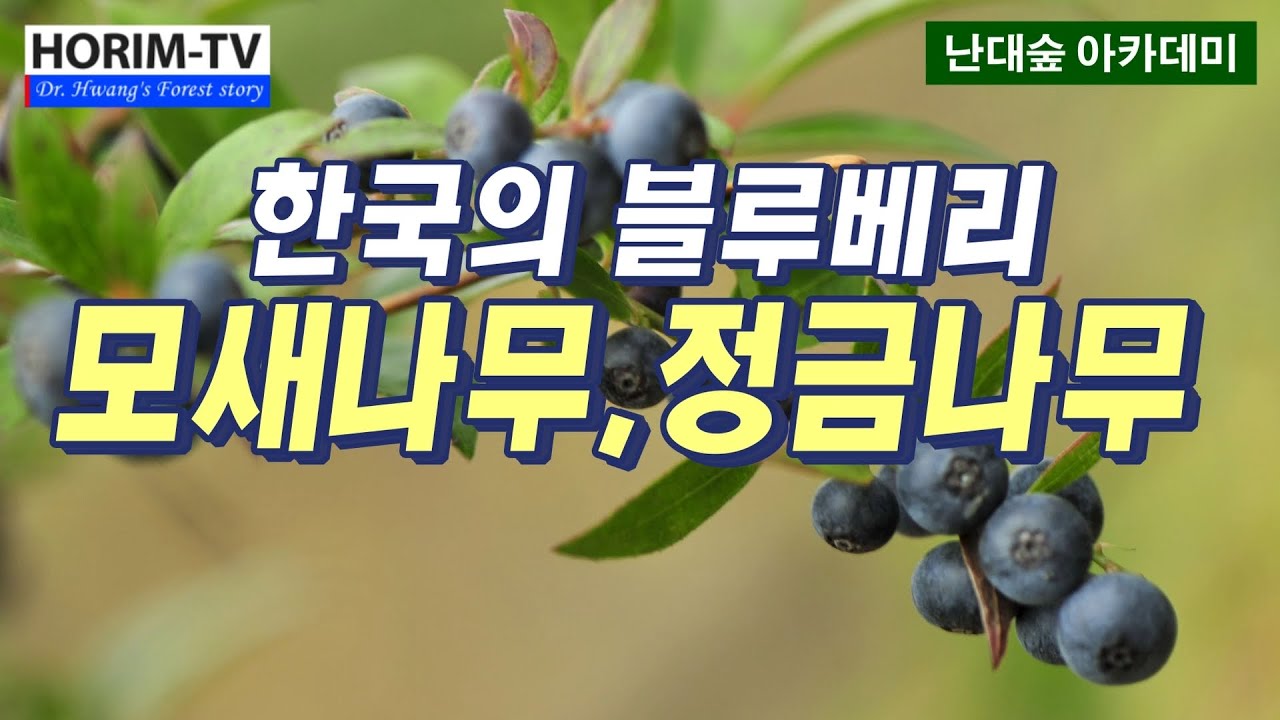 정원수로 좋은  모새나무와 정금나무, 숲 전문 HORIM-TV