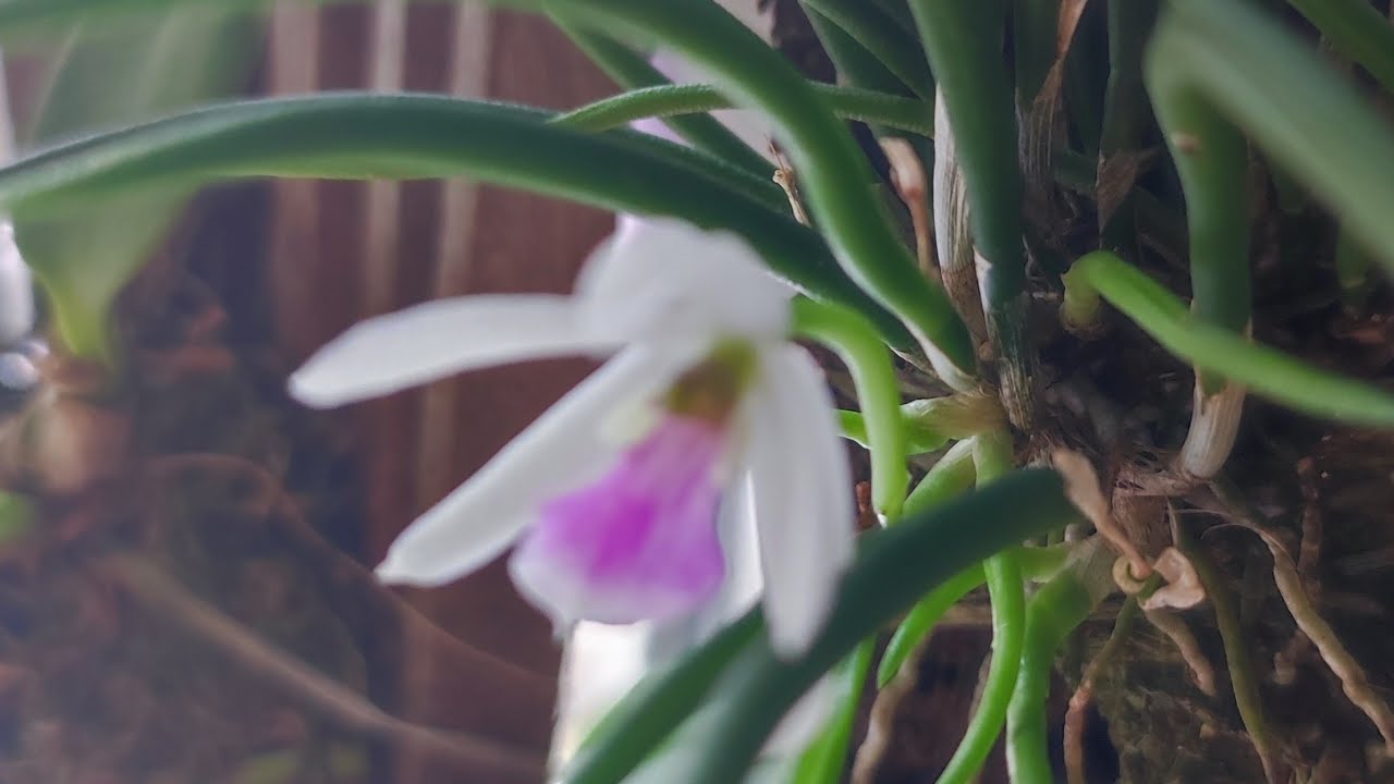 Leptotes bohnkiana - Bohnk's leptotes.
