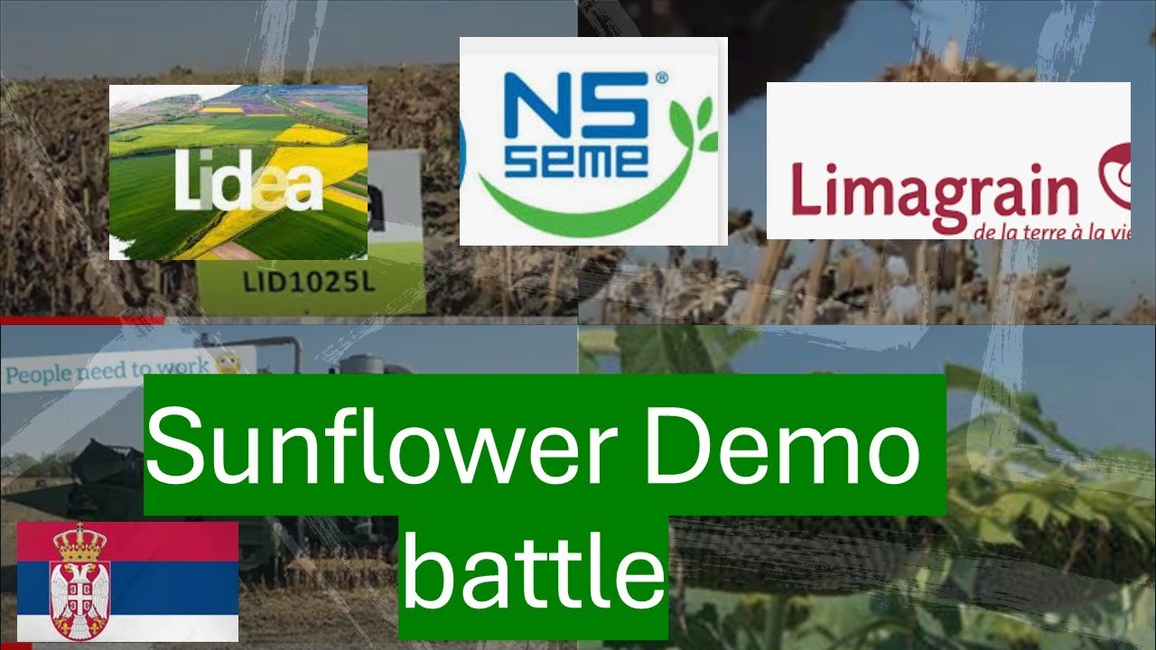Sunflower 🌻 battle Lidea vs NS vs Limagrain in Serbia 🇷🇸 demo field tour #sunflowerseeds