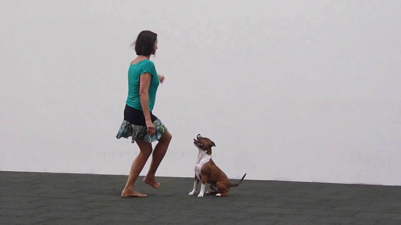 DwD1 (Dance with Dog) Wizard Funny Macy Gray (dogdancing)
