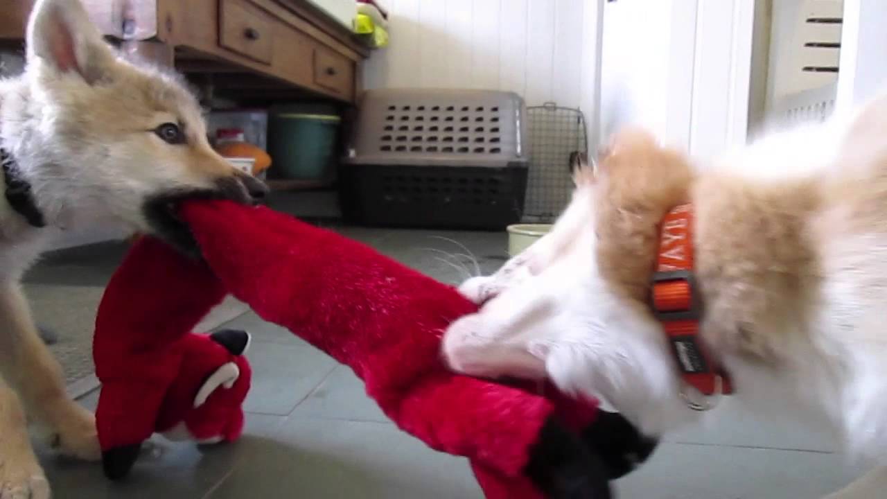 Baby Wolf and Border Collie Pup Tug of War