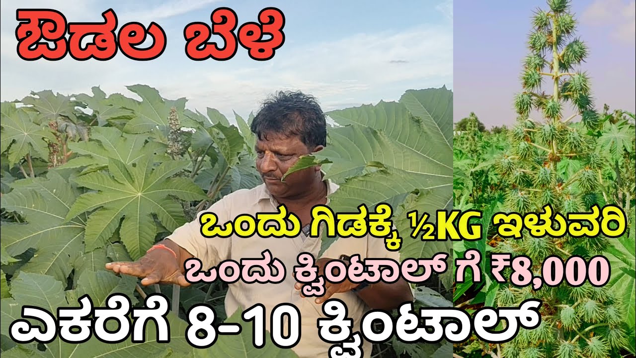 ಔಡಲ ಕೃಷಿ | ಒಂದು ತೆನೆಗೆ ½ KG ಔಡಲ | ಎಕರೆಗೆ 8-10 ಕ್ವಿಂಟಾಲ್ ಇಳುವರಿ | ಸಂಪೂರ್ಣ ಮಾಹಿತಿ