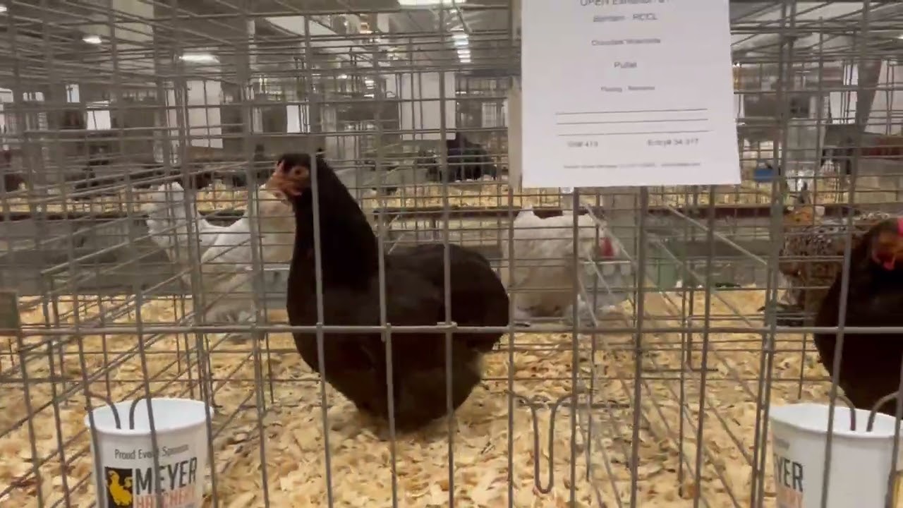 TN Valley Poultry Association Spring Chicken Show 2026