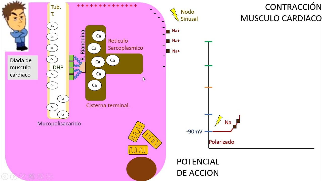 FISIOLOGÍA Clase 9: CARDIOLOGÍA, Contracción Musculo Cardiaco y Potencial de Acción.