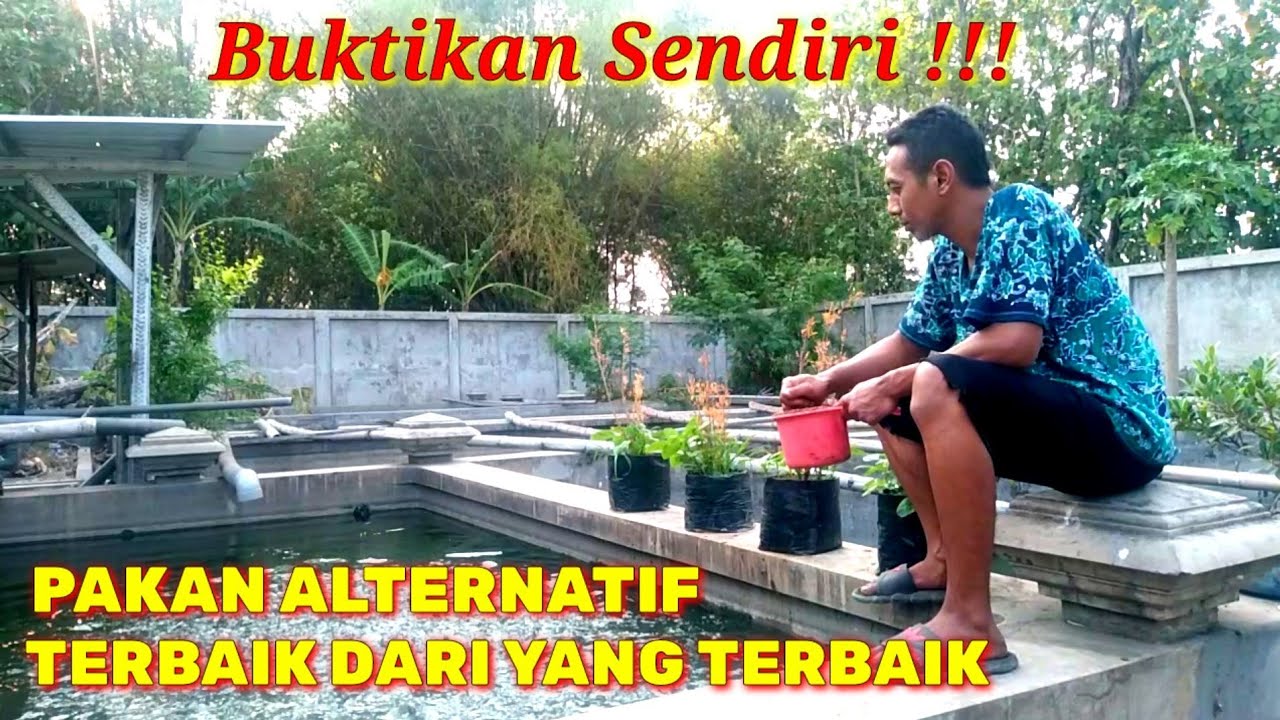 Pakan alternatif lele terbaik || pakan alternatif lele protein tinggi agar lele cepat besar