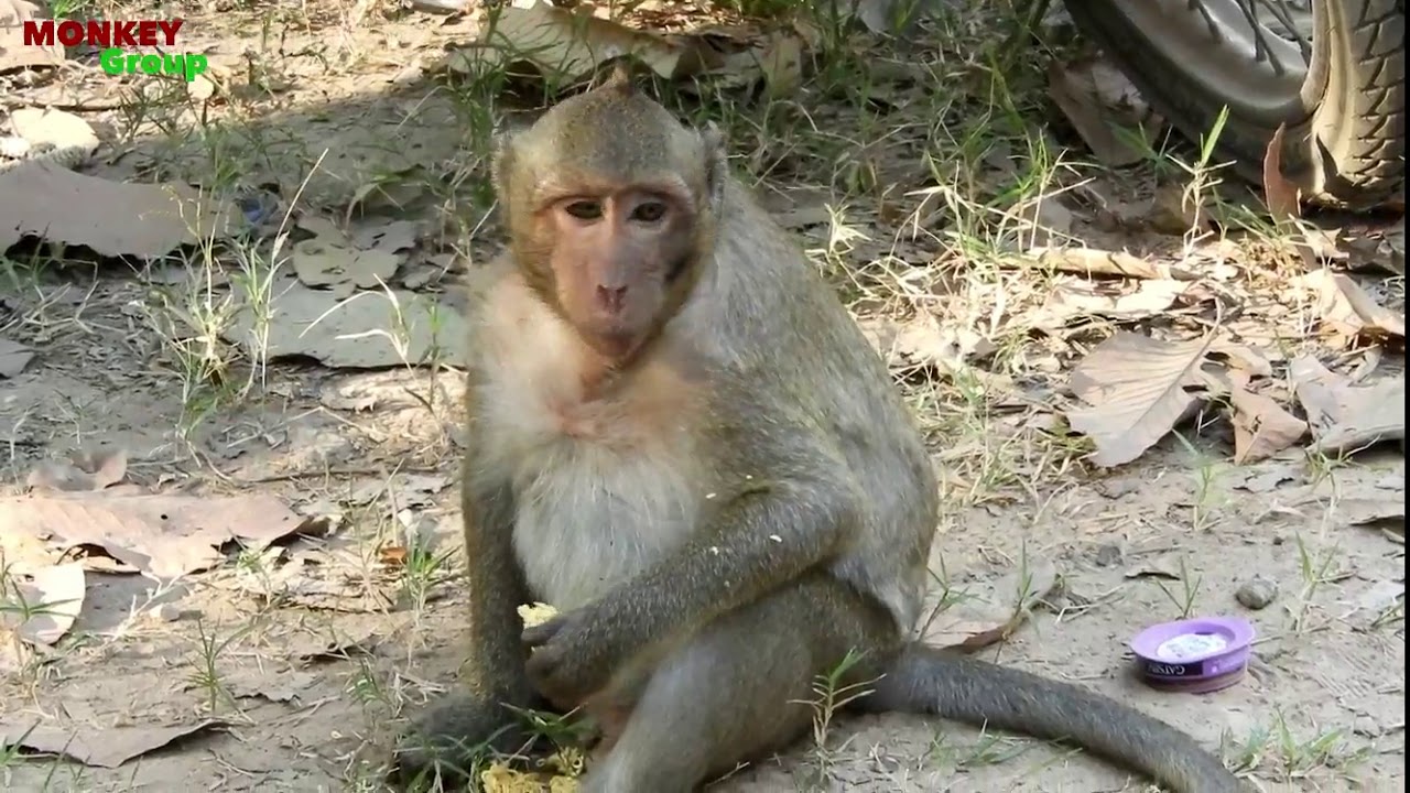 Brave Monkey, I hope you better soon Sweetpea, Eating banana fries