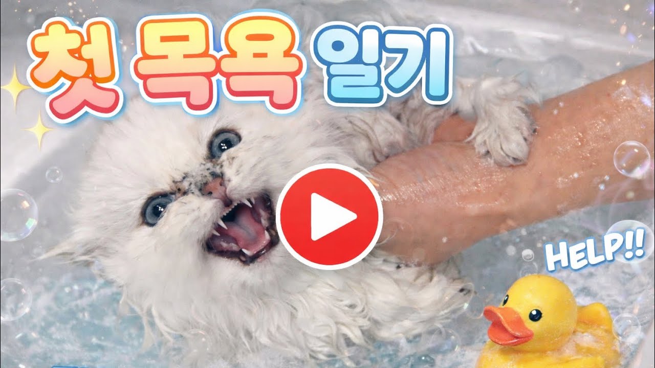 새끼고양이 첫 목욕 풀버전
